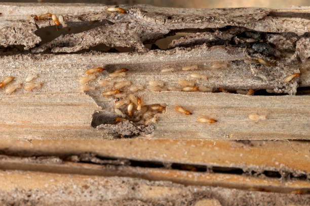 Best Insect Control  in Salt Creek Commons, IN