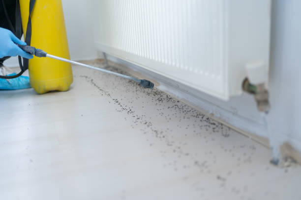 Best Flea Control Services  in Salt Creek Commons, IN